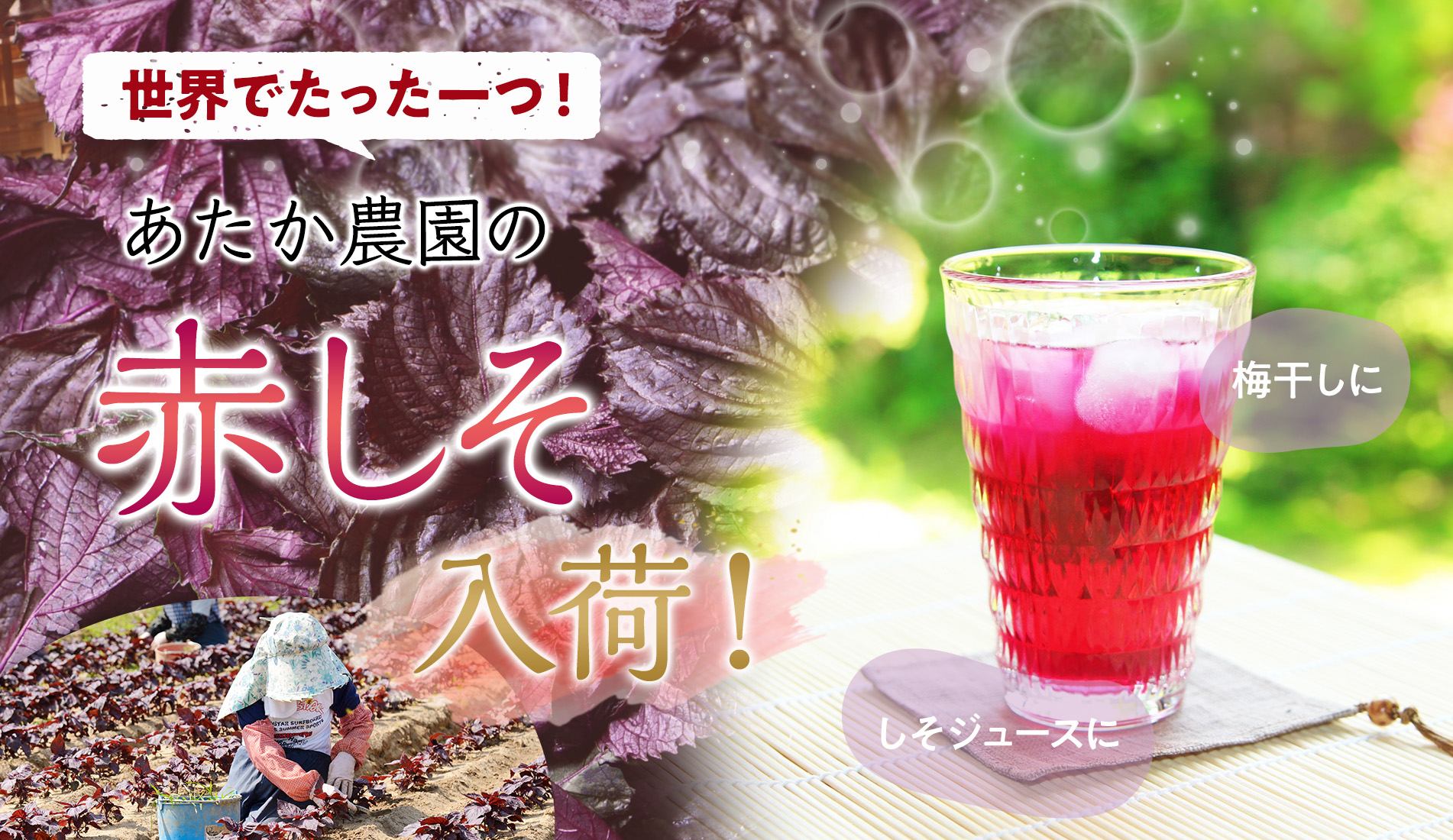 赤しそ入荷