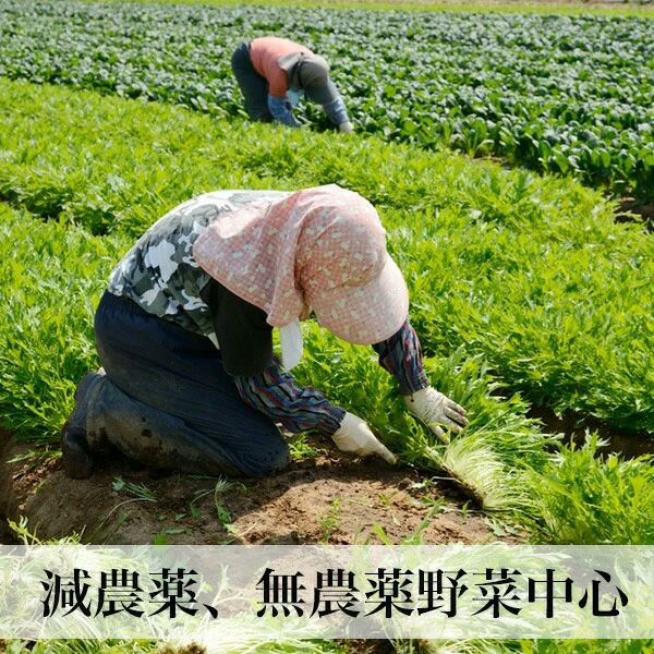 【母の日限定メッセージカード付き】野菜とお米のギフト クール便