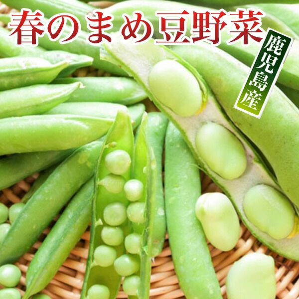 春野菜 まめ豆野菜5種類セット