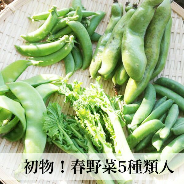 春野菜 まめ豆野菜5種類セット 朝ごはん本舗