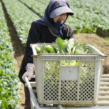 お鍋野菜セット