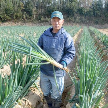 お鍋野菜セット