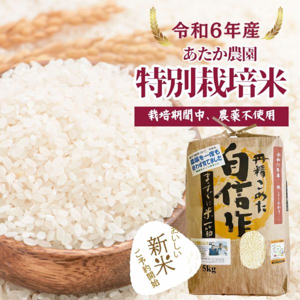 令和6年度新物 32g 千葉県 房州産 はばのり