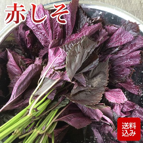 あたか農園の香り高い「赤紫蘇（赤しそ）」福岡県芦屋町
