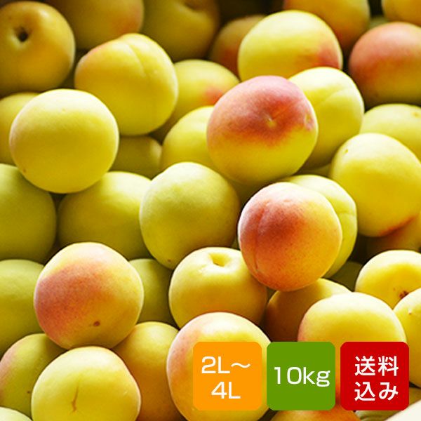 完熟南高梅 10kg | 朝ごはん本舗