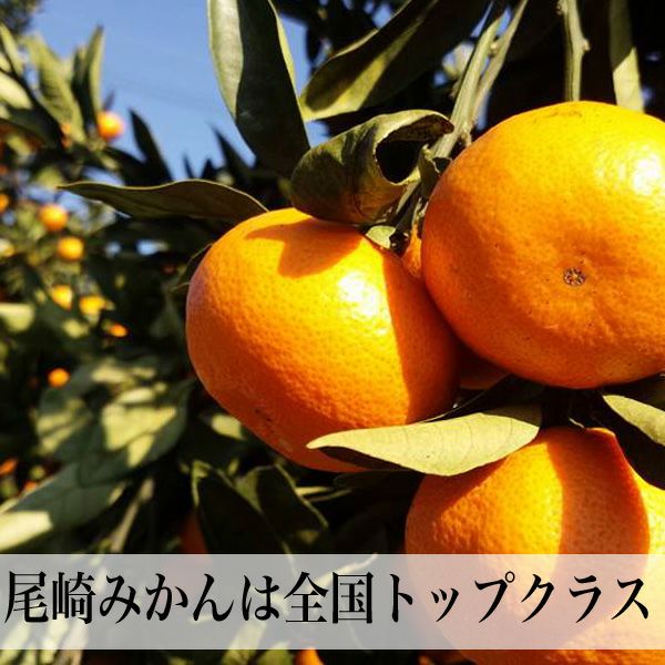 森農園の尾崎みかん Mサイズ | 朝ごはん本舗