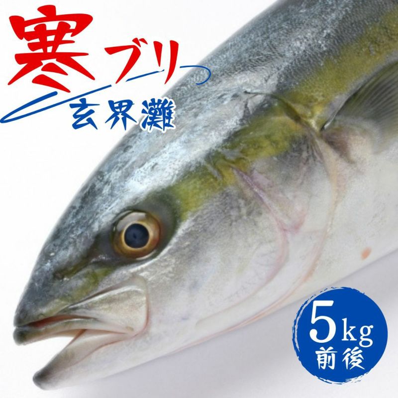 寒ブリ 約5kg １尾 活〆 養殖 玄界灘 お刺身用 ご予約品