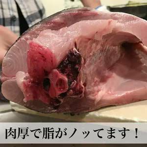 寒ブリ 約5kg １尾 活〆 養殖 玄界灘 お刺身用 ご予約品