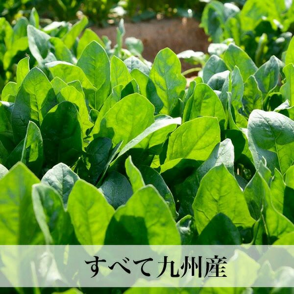 【母の日限定メッセージカード付き】野菜ギフト 8-9品 クール便
