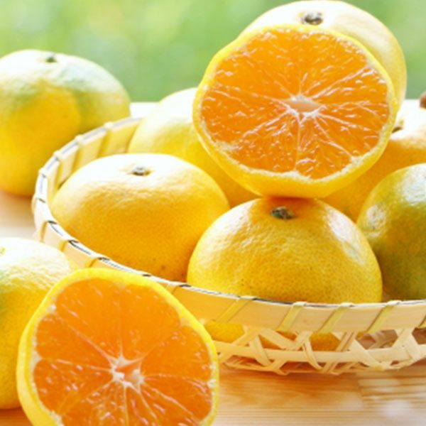 特別栽培の極早生みかんです