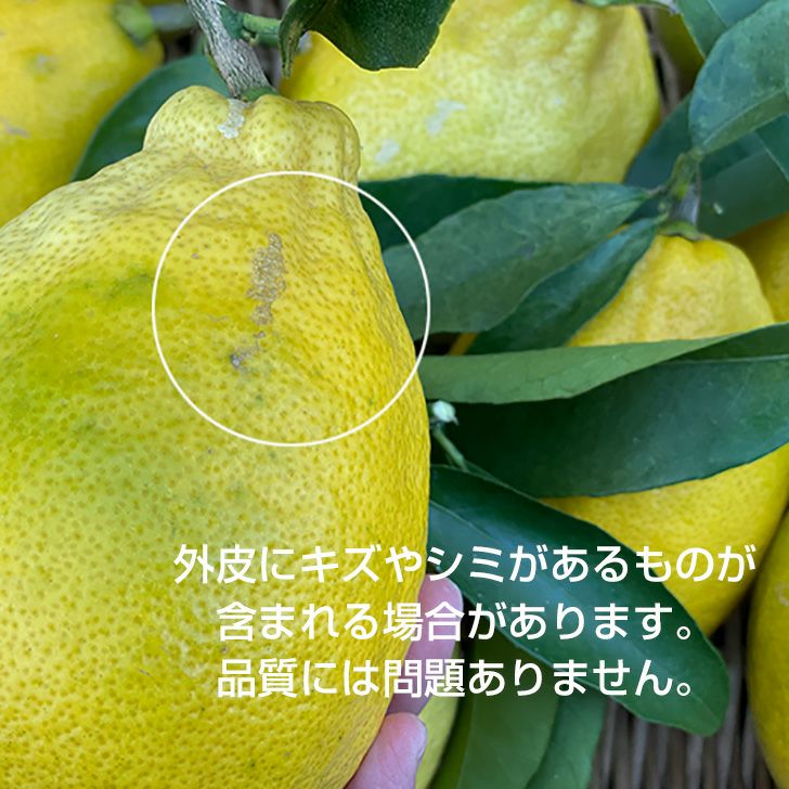 早苗さんのレモン 璃の香 1kg 農薬不使用（栽培期間中） サイズ不選別