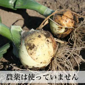 無農薬 たまねぎ 10kg