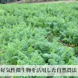 無農薬 たまねぎ 10kg