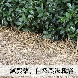 【新茶】八女茶 贈答用 80g×3本入 ご予約品