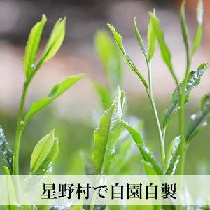 【新茶】八女茶 贈答用 80g×3本入 ご予約品