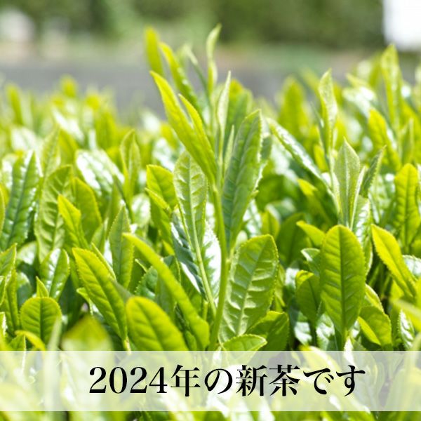 【新茶】知覧茶 贈答用 100g×3本入 ご予約品