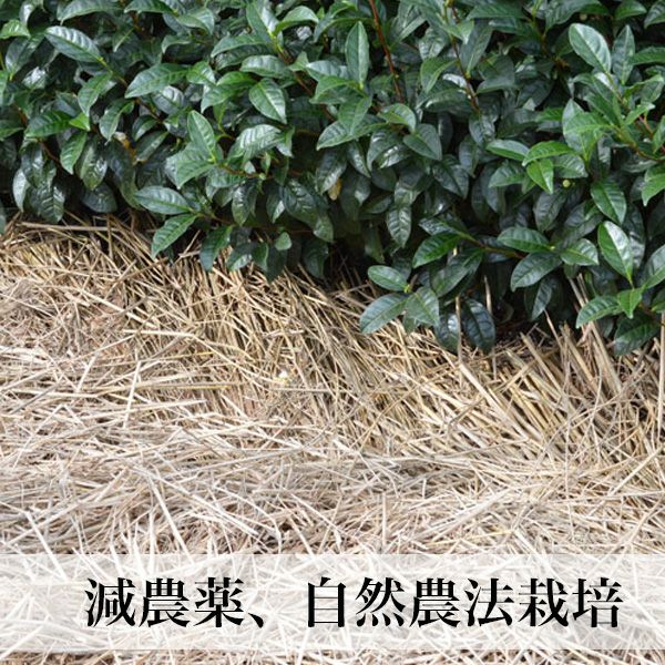 抹茶 20g缶 星野村 | 朝ごはん本舗