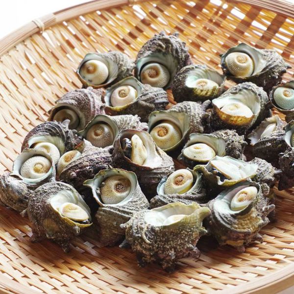 玄界灘産 活サザエ　１kg