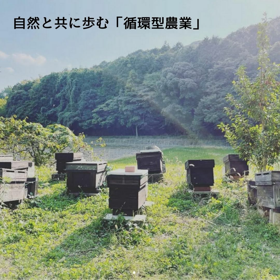 はちみつギフト