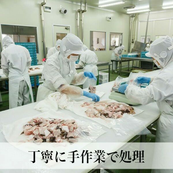 クエしゃぶセット 2人前 冷凍 直送